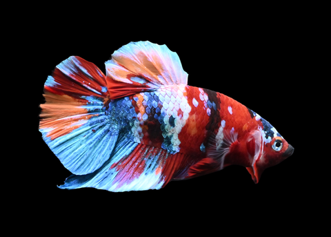 Koi HMPK Male Betta | 5259
