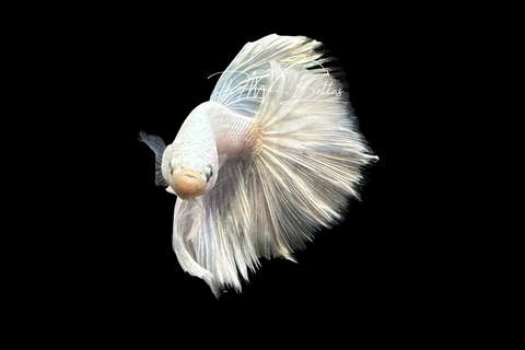 Iridescent Halfmoon Male Betta | M4046