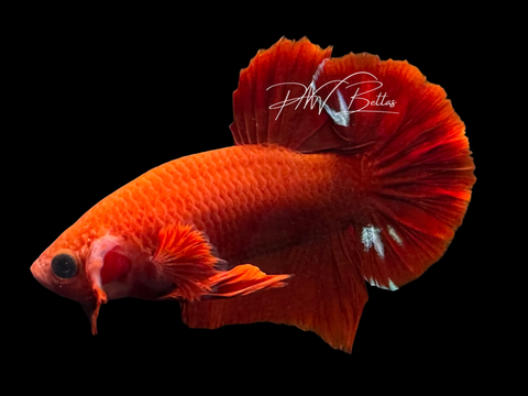 Hellboy HMPK Male Betta | M3070