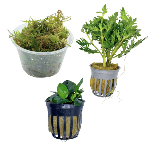 Betta Plant Pack