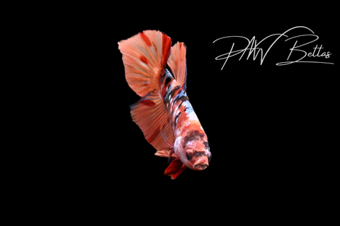 Koi Galaxy HMPK Male Betta | M5106