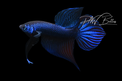 Blue Smaragdina Male | Franks Bettas Wild Type | FW118