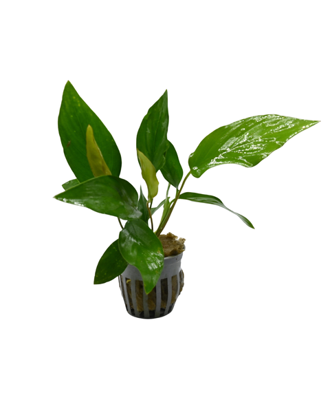 Anubias Hastifolia