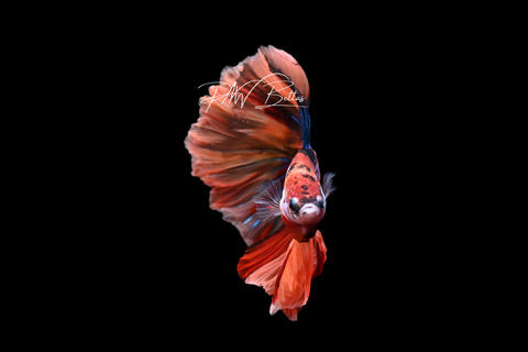 Koi Halfmoon Male Betta | M5037