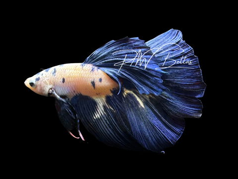 Blue Marble Halfmoon Male Betta | M3024