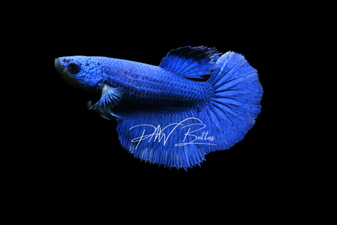 Blue Halfmoon Female Betta | F4052