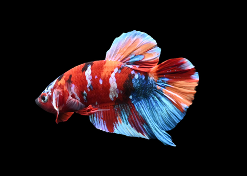Koi HMPK Male Betta | 5259