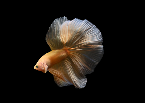 Super Yellow Halfmoon Male Betta | 5274