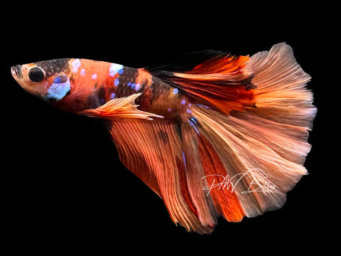 Nemo Galaxy Halfmoon Male Betta | M2864