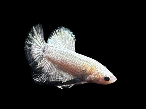 Copper Rim HMPK Male Betta | LM13