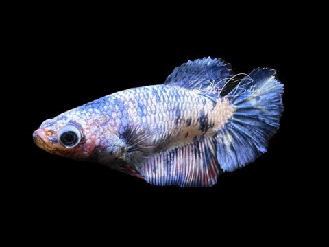 Blue Marble Halfmoon Female Betta | F2309