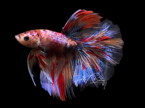 Candy Halfmoon Male Betta | M2309