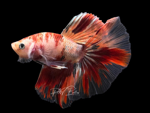 Nemo Copper HM Male Betta | M2616