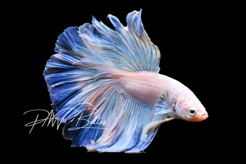 Fancy Marble Halfmoon Male Betta | M5006