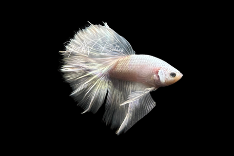 Iridescent Halfmoon Male Betta | M4046
