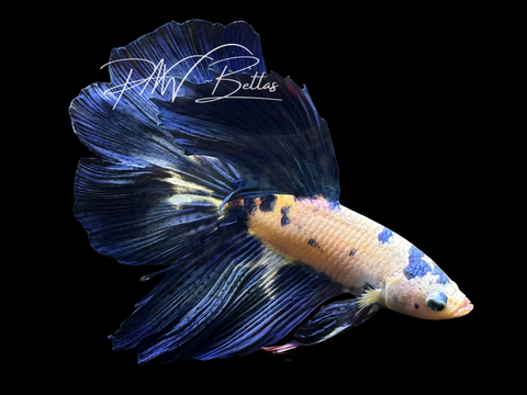 Blue Marble Halfmoon Male Betta | M3024