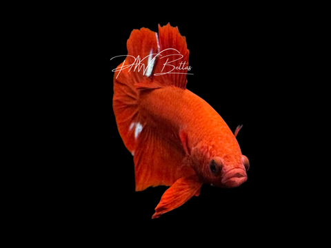 Hellboy HMPK Male Betta | M3070
