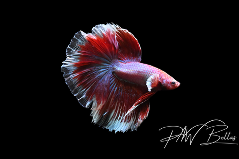 Salamander Halfmoon  Male Betta | 5137