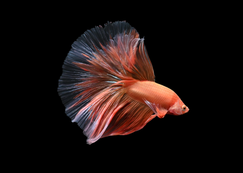 Armageddon Halfmoon Male Betta | 5191