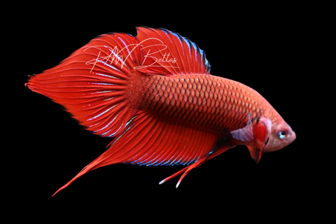 Red Hybrid Wild Type Male Betta | M2904