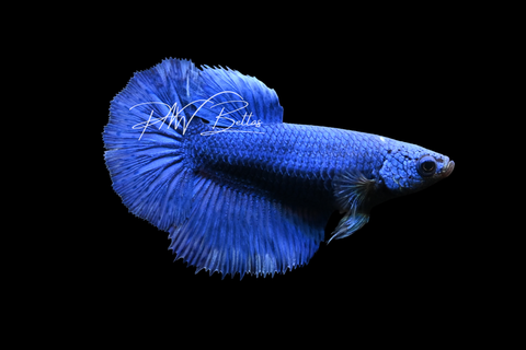 Blue Halfmoon Female Betta | F4052