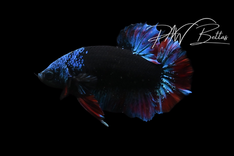Avatar HMPK Male Betta | M5107