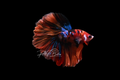 Koi Halfmoon Male Betta | M5037