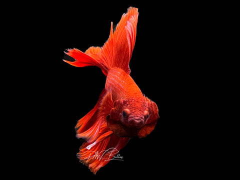 Super Red DTHM Male Betta | M2461