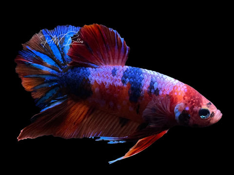 Fancy Koi HMPK Male Betta | M2874