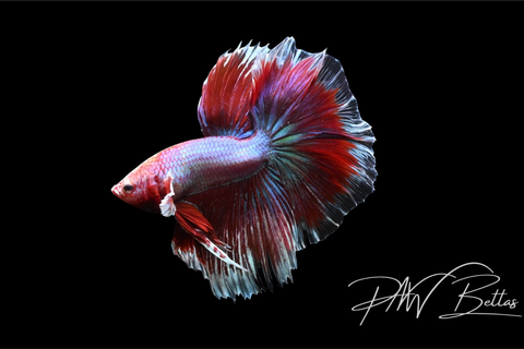 Salamander Halfmoon  Male Betta | 5137