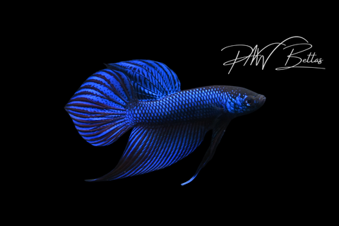 Blue Smaragdina Male | Franks Bettas Wild Type | FW118
