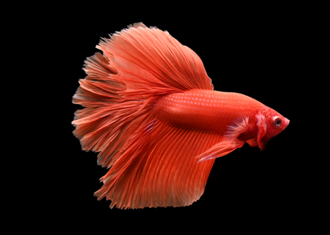 Super Orange Halfmoon Male Betta | 5258