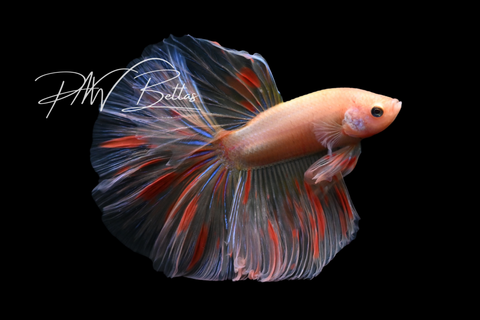 Armageddon Halfmoon Male Betta | M5007