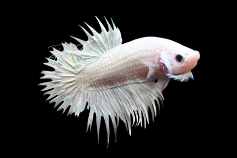 Platinum CTPK Male Betta | M2910