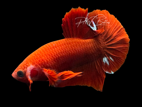 Hellboy HMPK Male Betta | M3070