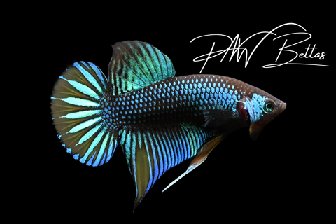 Green Yellow Imbellis Male | Franks Bettas Wild Type | FW119
