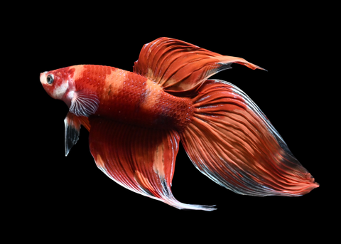 Nemo Veiltail Male Betta | 5275