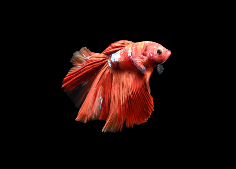 Candy Nemo Halfmoon Male Betta | 5192
