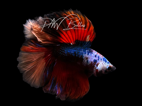 Koi DTHM Male Betta | M3023