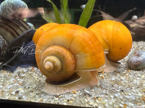 Assorted Mystery Snail
