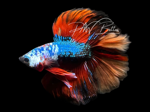 Koi DTHM Male Betta | M3023