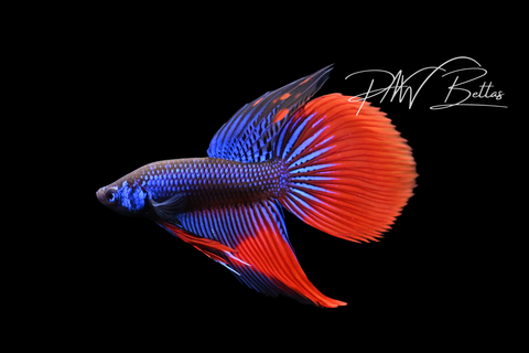 Blue Red Imbellis Long Fin Male | Franks Bettas Wild Type | FW119
