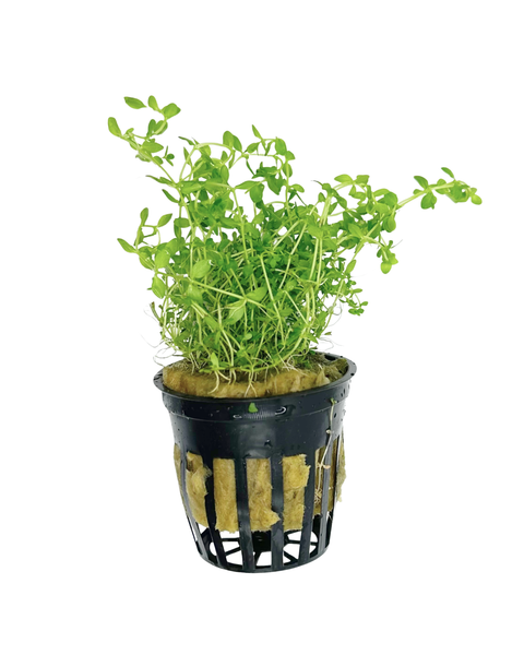 Pearl Weed | Hemianthus micranthemoides