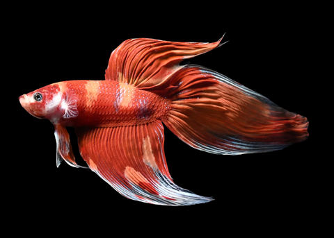 Nemo Veiltail Male Betta | 5275