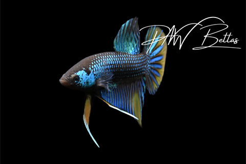 Green Yellow Imbellis Male | Franks Bettas Wild Type | FW119