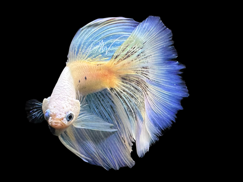 Pastel Halfmoon Male Betta | M3069