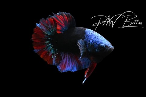 Avatar HMPK Male Betta | M5107