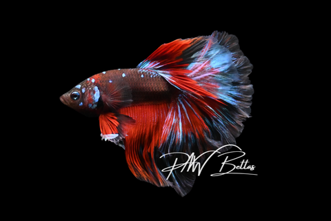 Avatar Halfmoon Male Betta | M5027