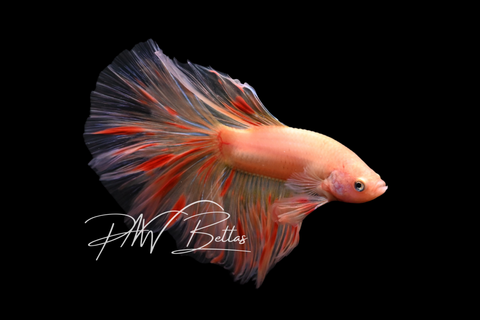 Armageddon Halfmoon Male Betta | M5007