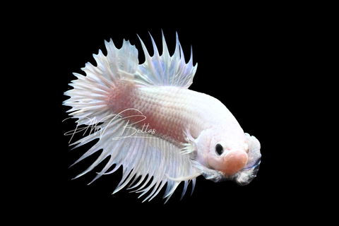 Platinum CTPK Male Betta | M2910